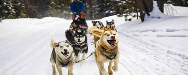 traîneau tiré par des chiens