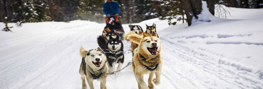 traîneau tiré par des chiens