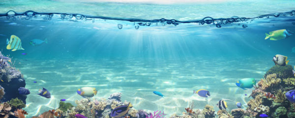 Fonds marins